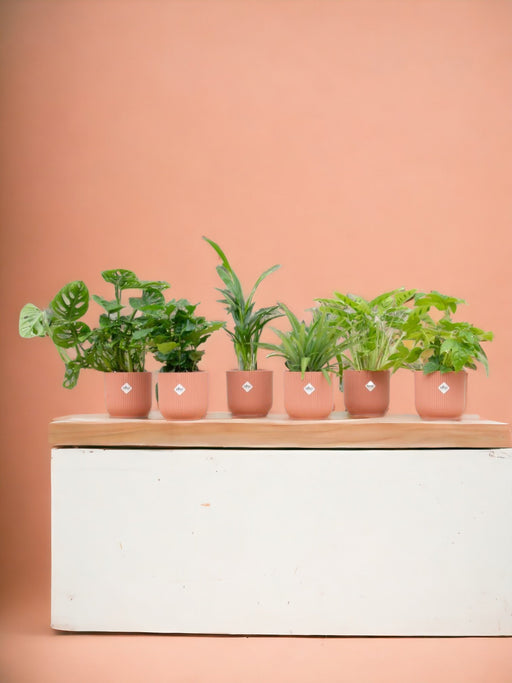 Surprise Box 6 Indendørs Planter Og Potter Elho Vibes Pink