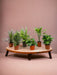 Surprise Box 6 Indendørs Planter - H20-40 Cm - Ø12