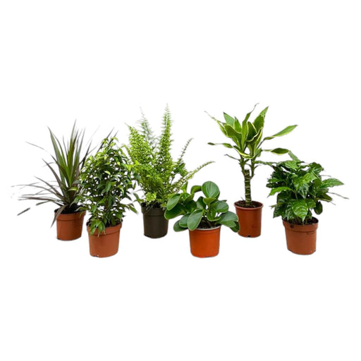 Surprise Box 6 Indendørs Planter - H20-40 Cm - Ø12