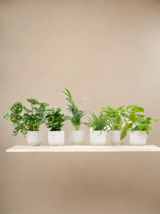 Surprise Box 6 Planter Og Potter Elho Vibes Hvid Ø14