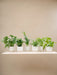 Surprise Box 6 Planter Og Potter Elho Vibes Hvid Ø14