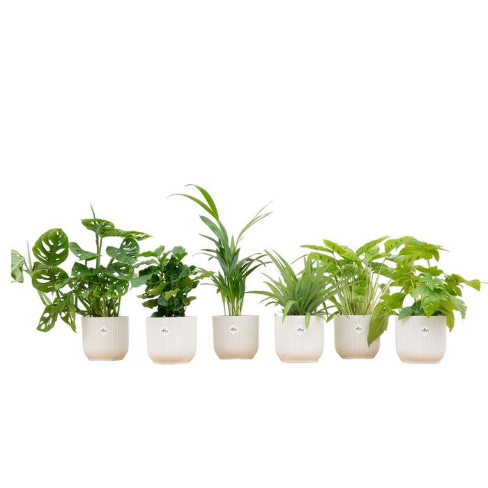 Surprise Box 6 Planter Og Potter Elho Vibes Hvid Ø14