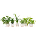 Surprise Box 6 Planter Og Potter Elho Vibes Hvid Ø14