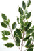 Kunstig Gren Ficus Exotica 76Cm Grøn Hvid