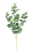 Kunstig Eucalyptus Branch Gunnii 70Cm Grøn