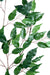 Kunstig Ficus Gren H.65Cm Til Dekoration