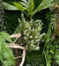 Kunstig Blomstergren 32Cm Hvid