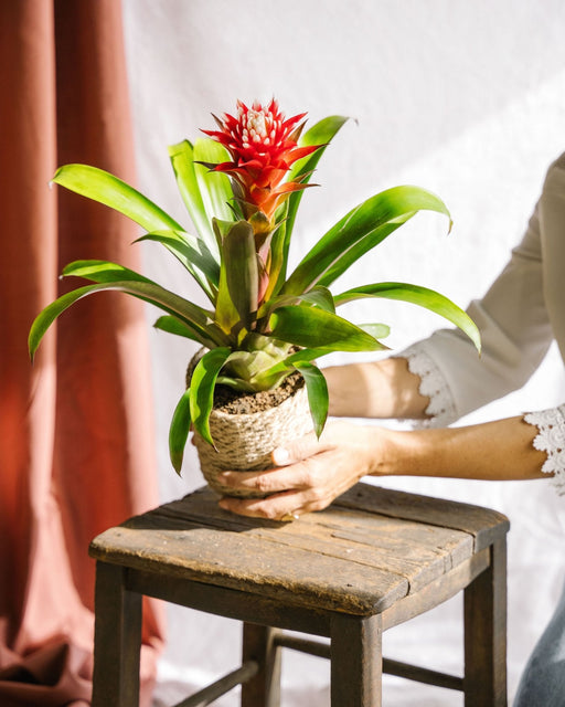 Bromelia Håb