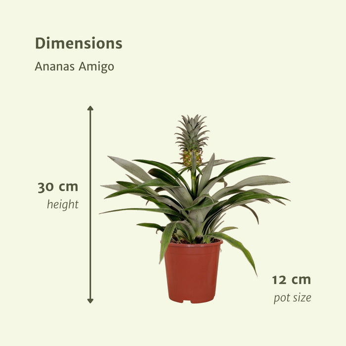 Bromelia - Sæt Med 2