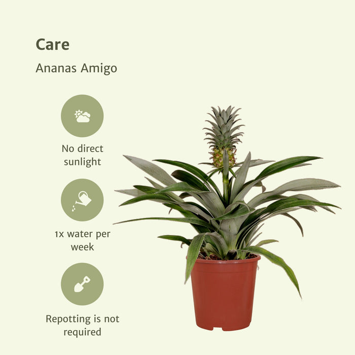 Bromelia - Sæt Med 2