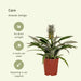Bromelia - Sæt Med 2
