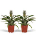 Bromelia - Sæt Med 2
