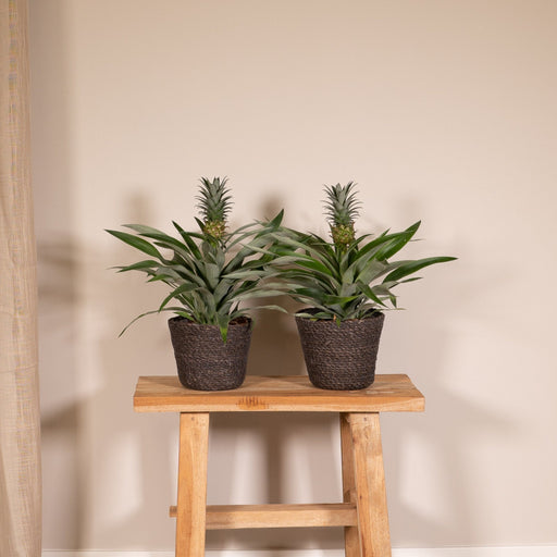 Bromelia - Sæt Med 2