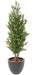 Kunstig Buksbom Topiary Til Have 165Cm Grøn