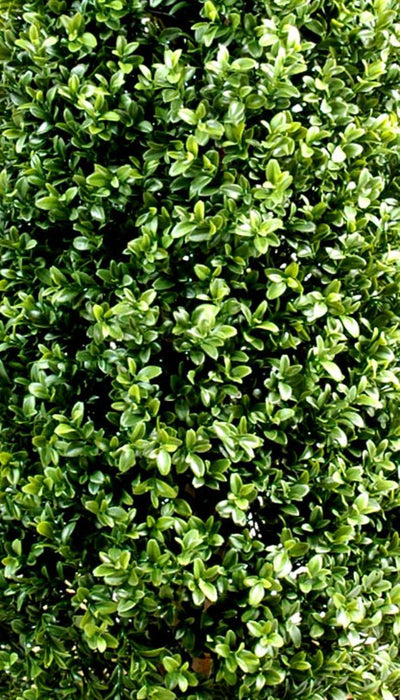 Buksbom Kunstig Topiary Pyramide 70 Cm Til Have