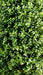 Buksbom Kunstig Topiary Pyramide 70 Cm Til Have