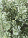 Kunstig Crossostephium Bush 100Cm UV Resistent