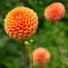 Dahlia Ralphie Pære, Skinnende Orange Blomster