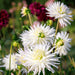 Dahlia Cactus Pære Playa Blanca