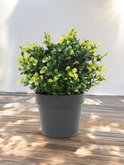 Gul Buxus I Potte - Kunstig Buksbom