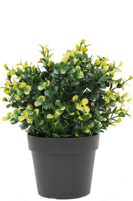 Gul Buxus I Potte - Kunstig Buksbom