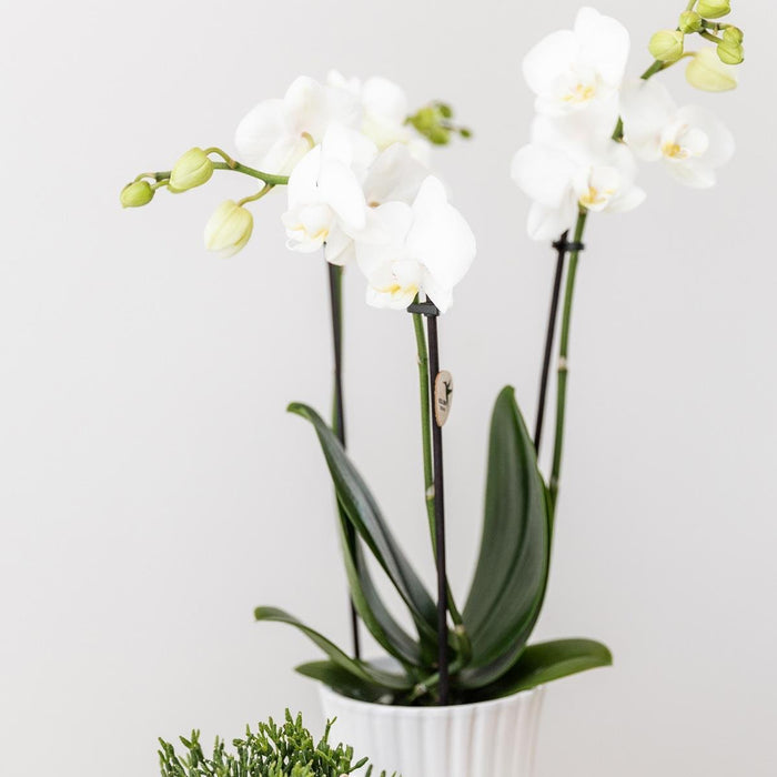 Hvid Plantepotte - Ø6Cm