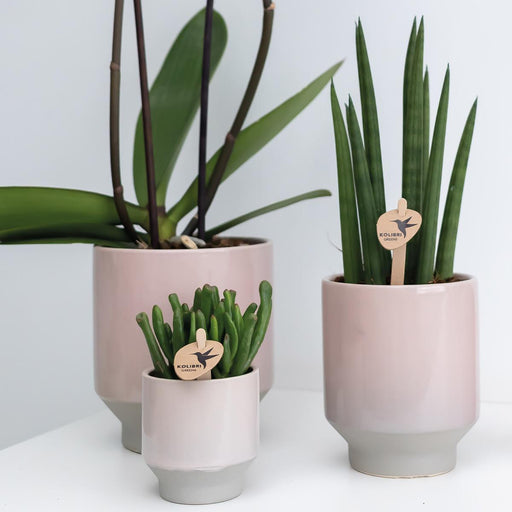 Pink Plantepotte - Ø12Cm