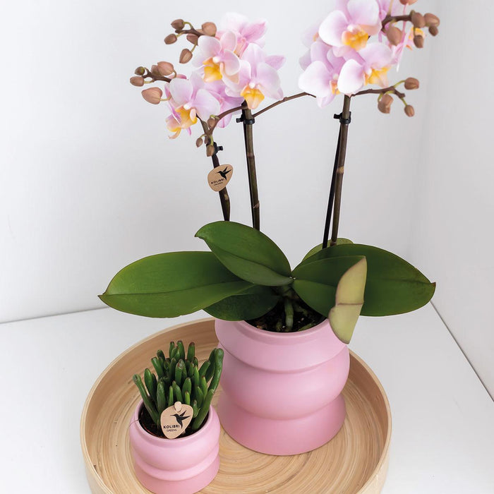 Pink Plantepotte - Ø6Cm