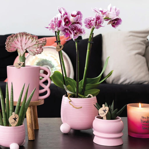 Pink Plantepotte - Ø6Cm