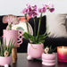 Pink Plantepotte - Ø6Cm