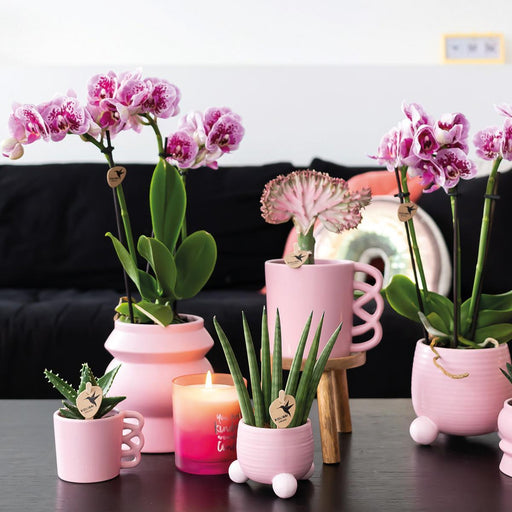 Pink Plantepotte - Ø6Cm