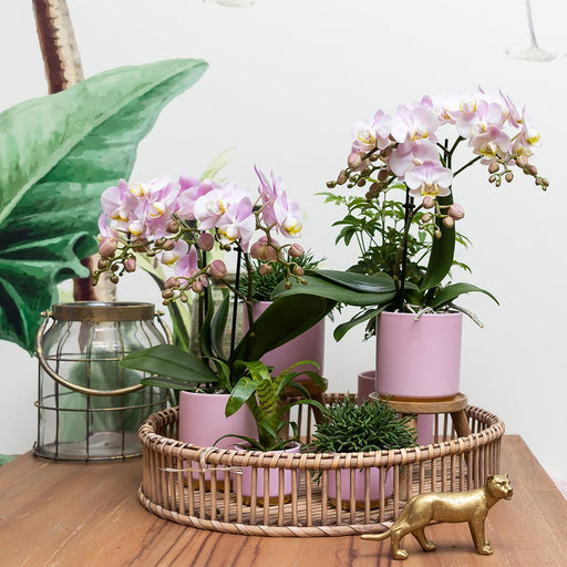 Pink Plantepotte - Ø6Cm