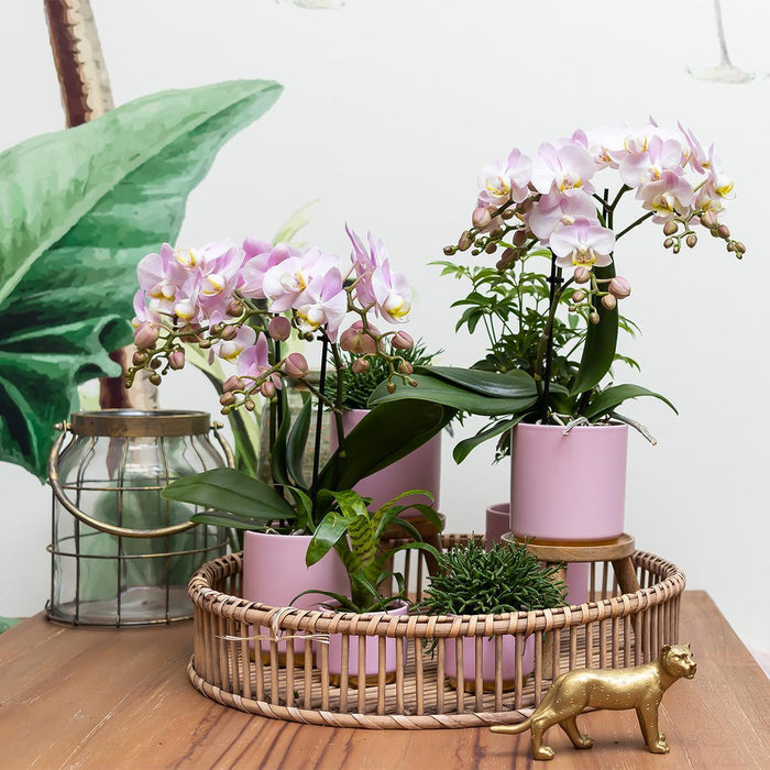 Pink Plantepotte - Ø6Cm