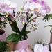 Pink Plantepotte - Ø9Cm