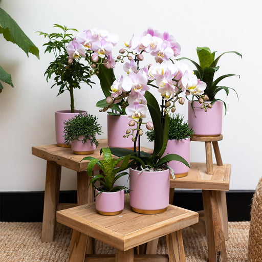 Pink Plantepotte - Ø9Cm