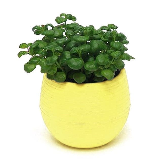 Cachepotte På Stativ Mini Farverig Plasturtepotte
