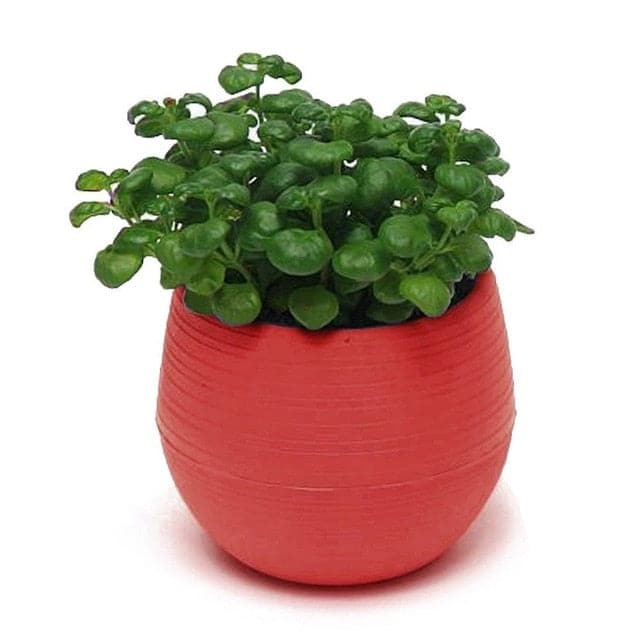 Cachepotte På Stativ Mini Farverig Plasturtepotte
