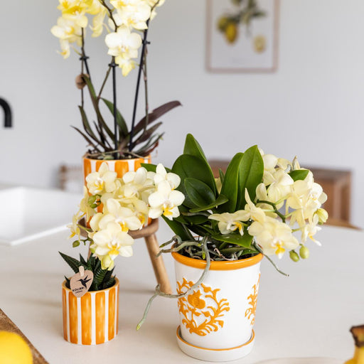 Malaga Orange Plantepotte