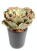 Kunstig Kaktus Crassula Echeveria 25 Cm Til At Sy
