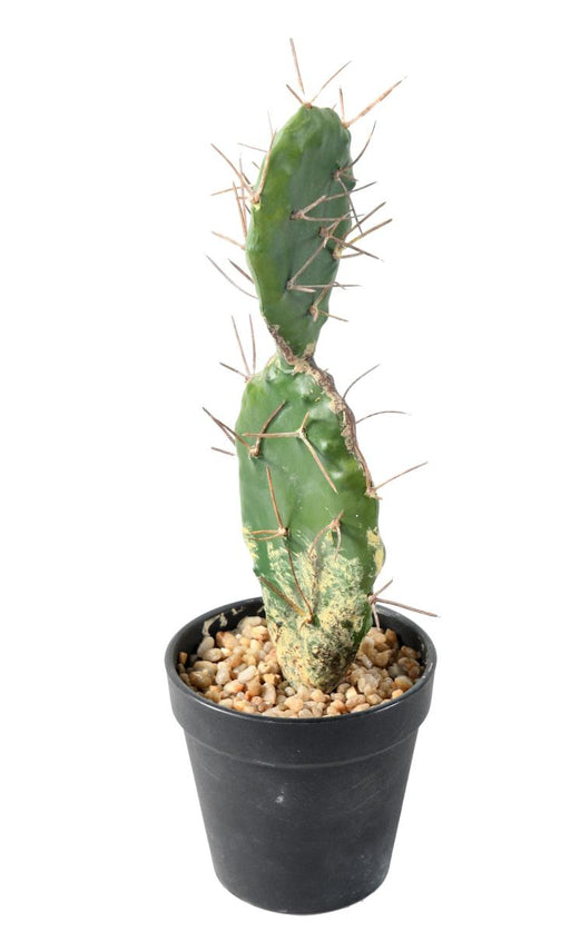 Flad Kunstig Kaktus 34 Cm Til Indretning