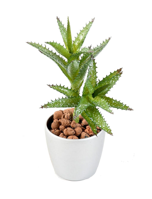 Kunstig Sukkulent Cactus Mini H.18Cm Til Dekoration
