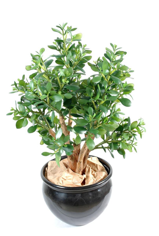 Kunstig Crassula Cactus H.65 Cm Grøn Potte