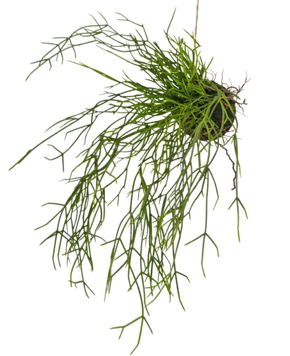 Cactus Rhipsalis - Kunstig Faldende Plante