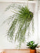 Cactus Rhipsalis - Kunstig Faldende Plante