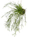 Cactus Rhipsalis - Kunstig Faldende Plante