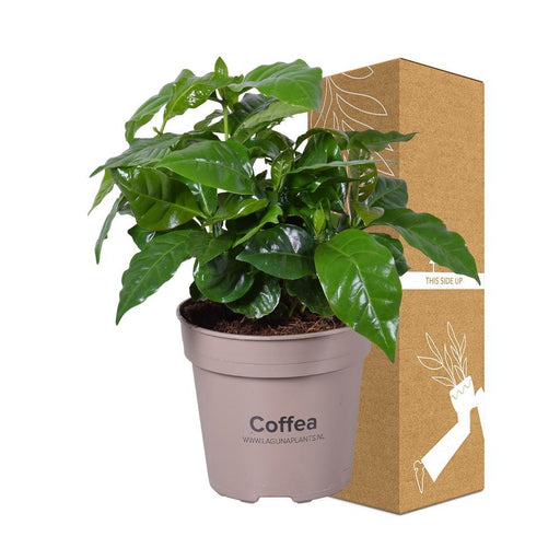Kaffe Træ