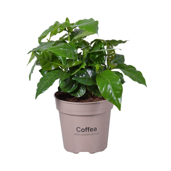 Kaffe Træ
