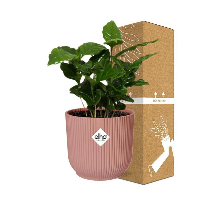 Arabica Kaffetræ Og Dets Elho Rose Pot