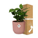 Arabica Kaffetræ Og Dets Elho Rose Pot