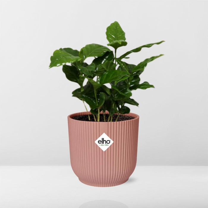 Arabica Kaffetræ Og Dets Elho Rose Pot